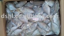 frozen pomfret