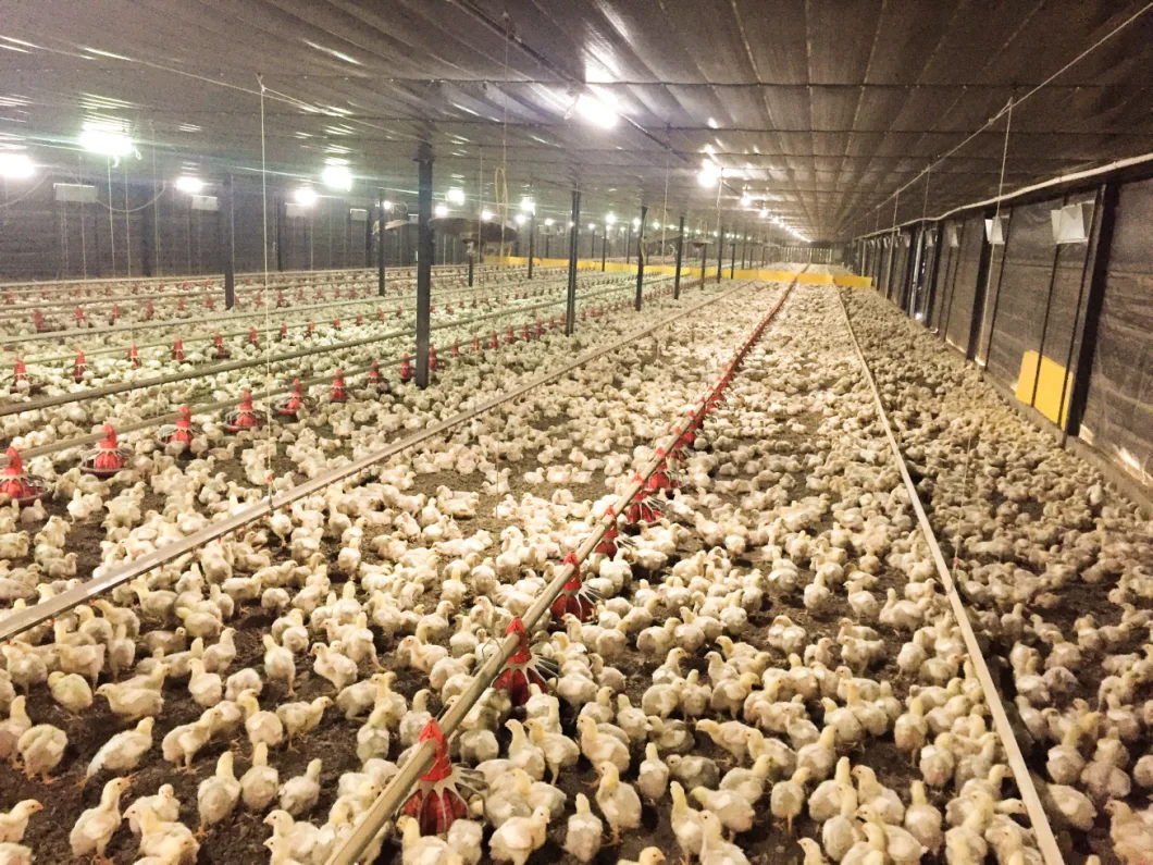 Patent 360° Aluminum Heat Sink Design Poultry Farm Lighting for Poultry