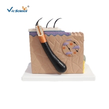 Medium-sized enlarged human skin model