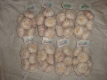 Normal white garlic packed in 500g bag