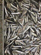 China Frozen Anchovy