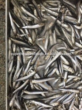 China Frozen Anchovy