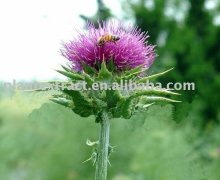 milk thistle extract