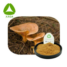 Phellinus linteus champignon extrait les polysaccharides en poudre