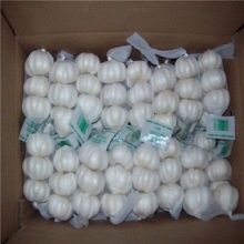 Fresh Case Of White Garlic Is Provided
