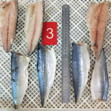Frozen IQF Mackerel Fillets