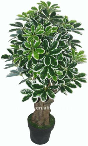 Schefflera octophylla harms