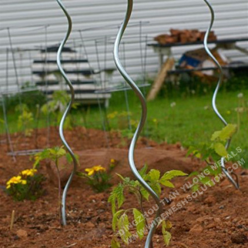 Estacas de tomate de arame de suporte em espiral para jardim