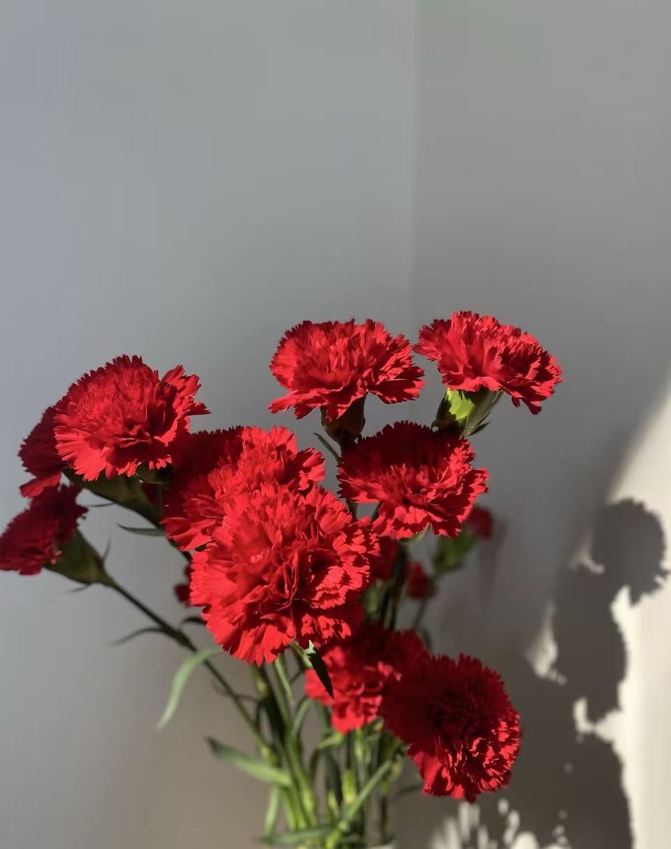 একমুখী লাল কার্নেশন Single-headed Red carnation