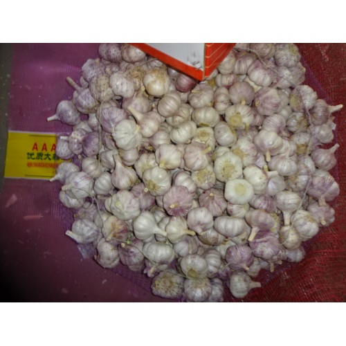 New Crop 2020 Normal White Garlic