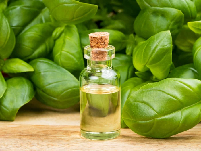 basil oil