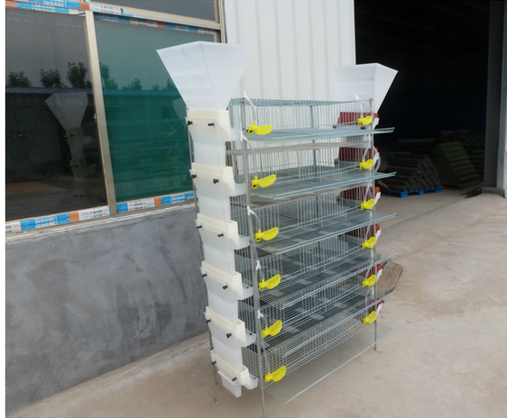 factory design layer quail cages for sale