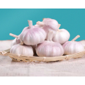 Alibaba good quality cheap garlic