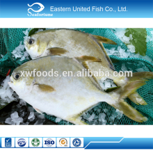export frozen fish fillets