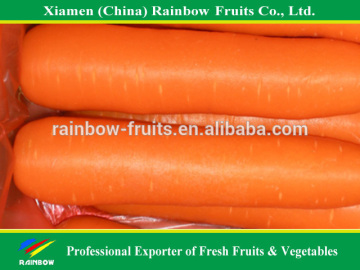 Vietnam Fresh Carrot