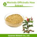 Sex Améliorer Morinda Officinalis Comment l'extrait de poudre 10: 1