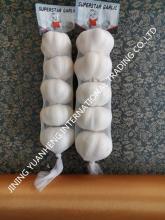 Fresh Natural White Galic Purple Garlic