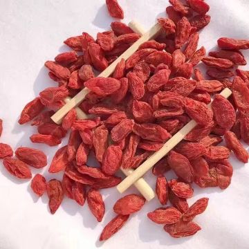 Free Sample supplied Low pesticide residues Goji Berry