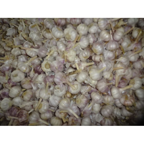 2020 New Sason Normal White Garlic