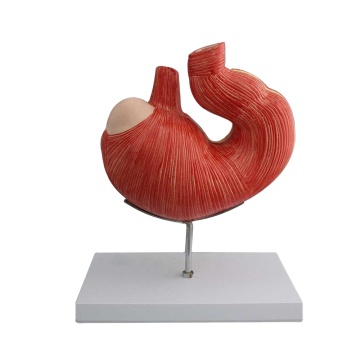 Dog Internal Organ Anatomy Model: Stomach and More
