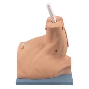 DARHMMY Shoulder Arthroscopy Teaching Model Medical Manikin