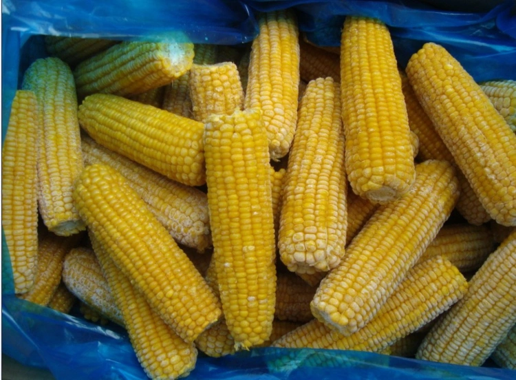 Nop EU Organic Frozen Sweet Corn on COB Whole/Cut Super Sweet From China