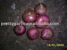 Fresh Red Onion