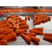 Zanahoria fresca de primera calidad (80-150g)