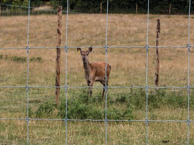 south africa knotted galvanized perimeter tensile field mesh fence for animal breeding