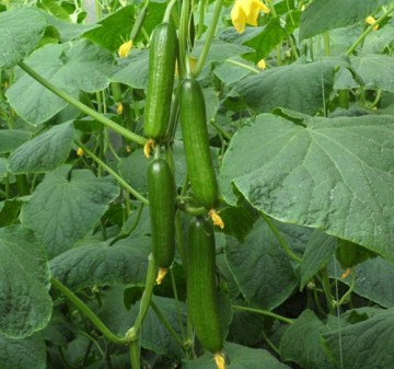 Parthenocarpy f1 hybrid cucumber seeds for greenhouse