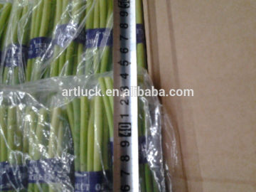 Fresh garlic sprouts