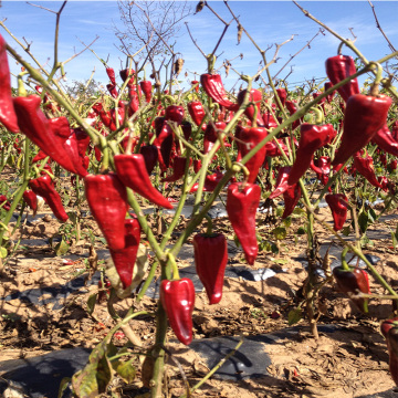 Good Quality Air Dried Yidu Chilli