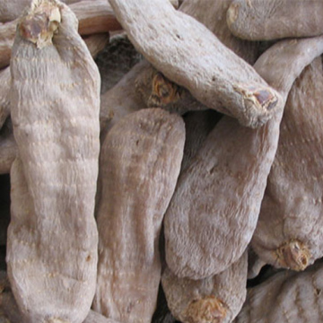 hot sale Gastrodia elata Blume food