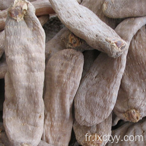 vente chaude gastrodia elata blume nourriture