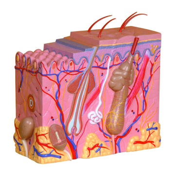 70x Enlarged 3D Teaching Anatomical Skin Model: Detailed Human Structure Visualization