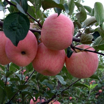 Freeze Dried Apple Powder