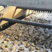 Flat screen for the beet washing