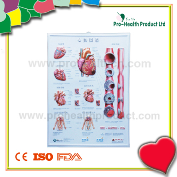 3D Anatomical Wall Chart (PH6000)