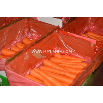 Frische Karotten haben Saison