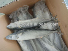 Spanish Mackerel Fish