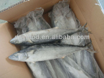 Spanish Mackerel Fish