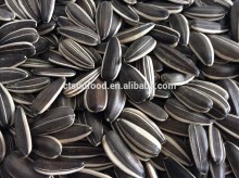 export sunflower seeds Inner Mongolia sunflower seeds 5009 3939