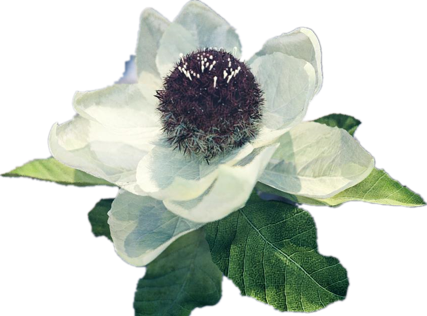 Schneelotus -Extrakt (1) snow lotus extract (1)