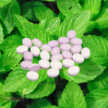 bulk powder sweet leaf extract Stevia Mints