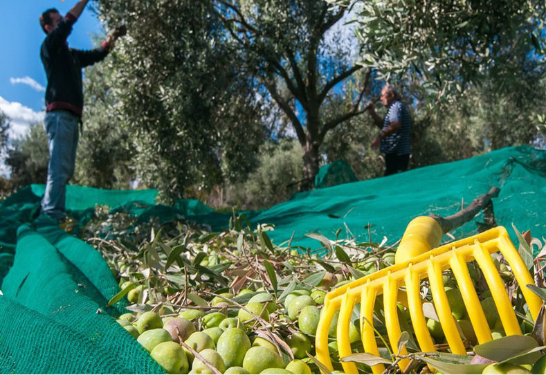 Olive Collect Net3 olive collect net3