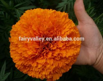 Pigment marigold seeds (F1 hybrids) Flowers Seeds For Cultivating