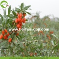 ซูเปอร์อาหารขายส่งปรับปรุงสายตา Zhongning Goji Berry