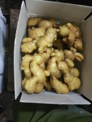 New Crop Fresh Ginger