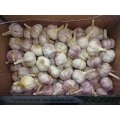 Export Crop 2020 Normaler weißer Knoblauch