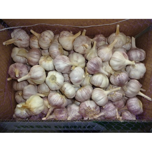 Export Crop 2020 Normal White Garlic